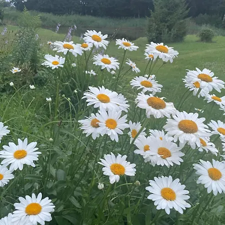 Daisy House Apartment *