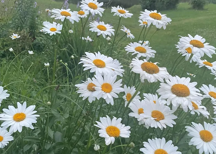 Daisy House Apartment *